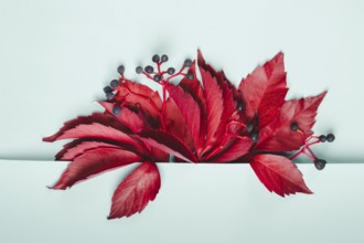 Bouquet of red leaves and blue berries of wild grapes on pastel blue background