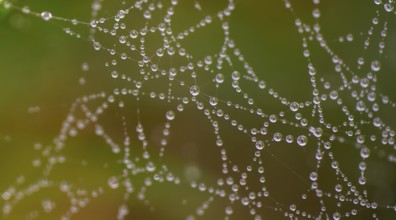 Morning dew in a spider's web