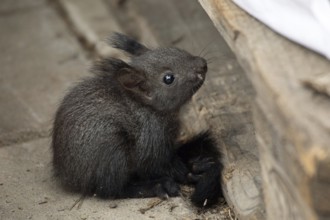 Squirrel (Sciurus vulgaris)