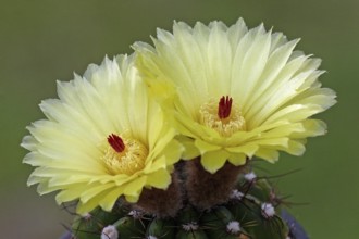 Parodia ottonis (Parodia ottonis)