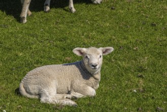 Sheep on the dyke, Beltringharder Koog, North Frisia, Schleswig Holstein, Germany