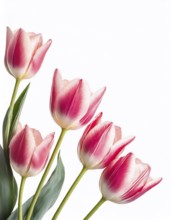 Pink tulips isolated flowers on white background