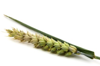 Spikelet of wheat isolated on white background close up. Half ripe ear of grain
