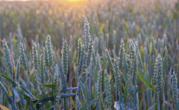 Green ears of wheat covered with dew, the contour light of the morning sun on the ears of bread