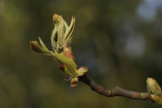 The bud of a horse chestnut unfolds in spring