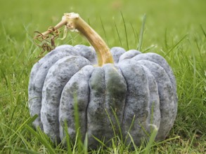 Pumpkin family (Cucurbitaceae), ornamental pumpkin, blurred background, North Rhine-Westphalia,