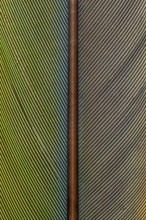 Detail of parrot feathers with bright colors
