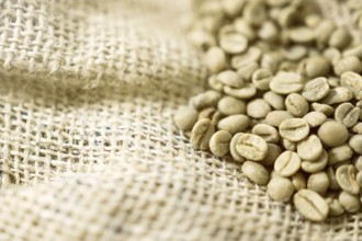 Green unroasted Coffee Beans in a sack