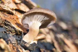 A shallow focus shot of Oyster mushrooms on the rocks on a sunny day