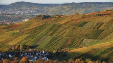 Vineyards in Schnait Weinstadt near Stuttgart in autumn at sunset with vibrant colors