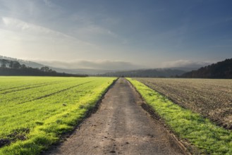 Path, straight ahead, Oberweser, Germany, German