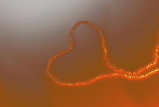 Pearl necklace is placed on white background