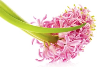 Hyacinth with soil and root system isolated on the white background