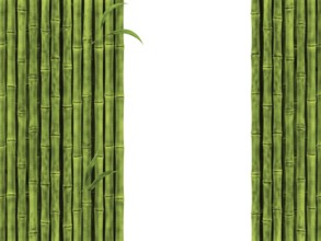 Bamboo Over The White Background
