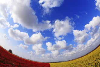 Cloudy spring morning on bicoloured red - yellow flower field