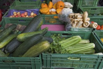 Fresh autumn vegetables and fruit in the market