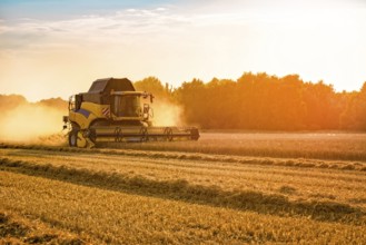 Big combine harvester threshing in the sunset