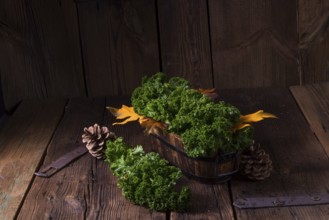 Kale Braßica oleracea
