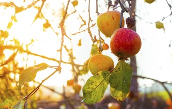 Apples on a branch with leaves