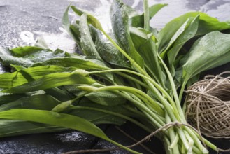 Bear's garlic
