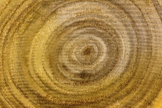 A small tree trunk in a close-up. Grain of wood Austria
