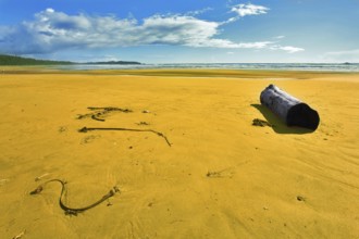 Ocean coast on island Vancouver, logs and seaweed