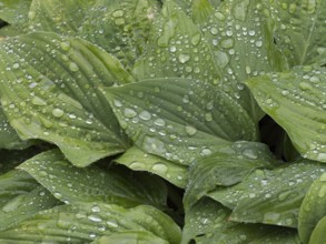 Water droplets on lily funkia