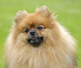 Typical Pomeranian dog on a green meadow