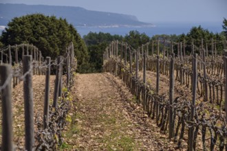 Cap de Barbaria wineries Formentera, Pitiusas Islands, Balearic Community, Spain