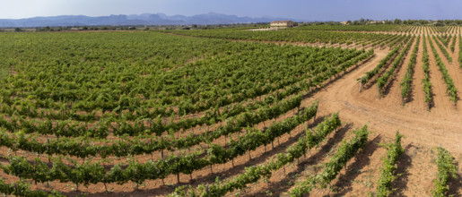 Son Llompart vineyards by Macia Batle, Santa Eugenia, Majorca, Balearic Islands, Spain