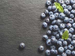 Top view of blueberries on gray slate background with copy space. Blueberry close up background.