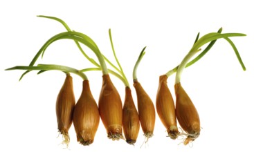 Germinate onion with peel isolated on white background