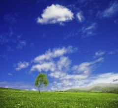 One tree in green meadows over blue sky