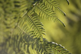 Fern fronds against the light
