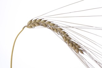 Single wheat plants on a white background