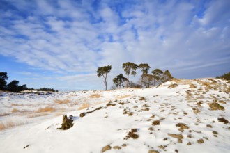 Pine trees on snow hill over blue sky, Gelderland