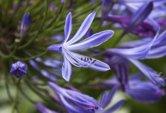 The photo shows a blue jewellery lily