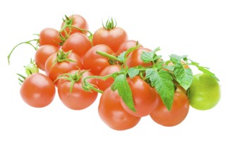 Tomatoes isolated