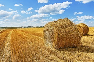 Bales of straw on filed after harvesting