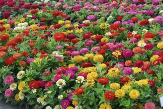 Zinnia elegans 'Dreamland Mix'
