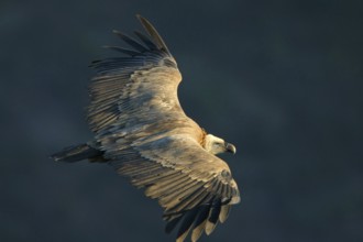 Griffon Vulture, Eurasian Griffon Vulture, Griffon Vulture, Eurasian Griffon, (Gyps fulvu), Vautour
