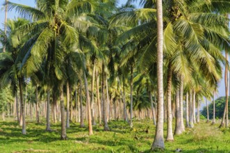 Coconut palm tree plantation, Espiritu Santo, Vanuatu
