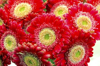 Bouquet of beautiful bright red gerberas