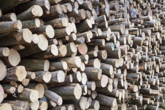 Pile of beech wood, Germany