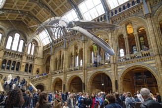 The interior of Natural History Museum with whale skeleton, London, United Kingdom