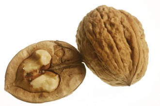 Walnut