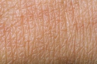 Human skin close up. Structure of Skin
