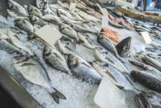 Fish on ice in the market. Greece, Athens, Piraeus