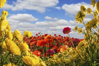 The southern warm sun illuminates the flower fields of red and yellow garden buttercups- ranunculus
