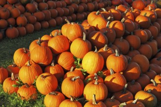 Autumn holiday. Gorgeous mature orange pumpkin picturesque piles spread out on the grass. Sunset